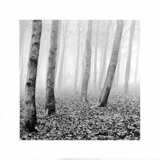 高清卡纸画素材下载: 黑白树木摄影