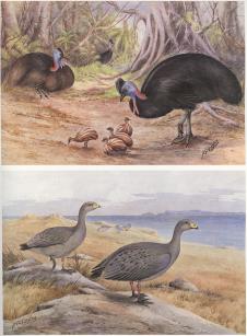 内维尔·威廉·凯莱（Neville William Cayley） Southern  Cassowary and Cape Barren Goose