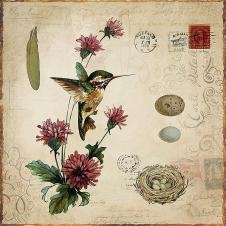 欧式高清装饰画素材: 蜂鸟和绣球花 A