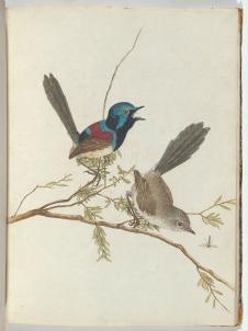 珍贵鸟类装饰画: 小鸟水彩画  P