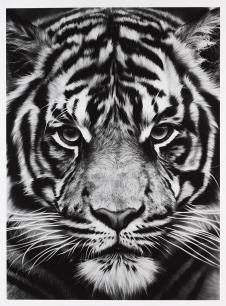 动物黑白画,老虎装饰画 ROBERT LONGO-Tiger 2012