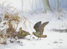 冬天雪地里的两只鸟