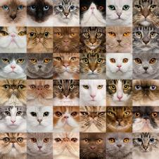 百猫图: 猫脸图谱装饰画欣赏 A