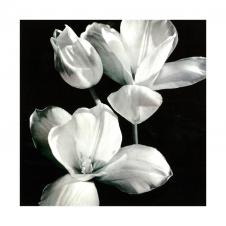黑白花卉摄影图片素材下载 B