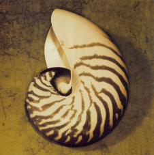 现代复古摄影图片素材: 海星和海螺 B