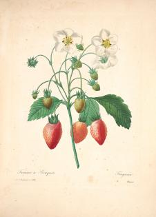 约瑟夫·雷杜德花卉图鉴:草莓水彩画素材下载