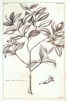 欧式两联黑白装饰画素材: 植物素描画 B