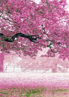 满地樱花的樱花树装饰画欣赏 C
