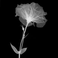 现代黑白装饰画素材: 透明花脉 A